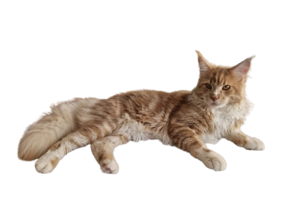 Ari, le Maine Coon de Célia